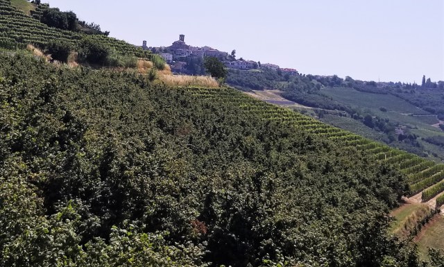 In the Barolo zone