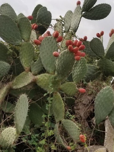 Prickly pears